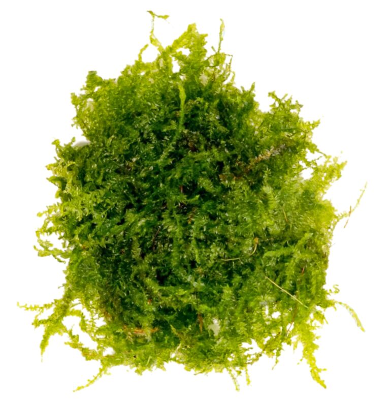 Eco Plant – China Moss – InVitro mały kubek