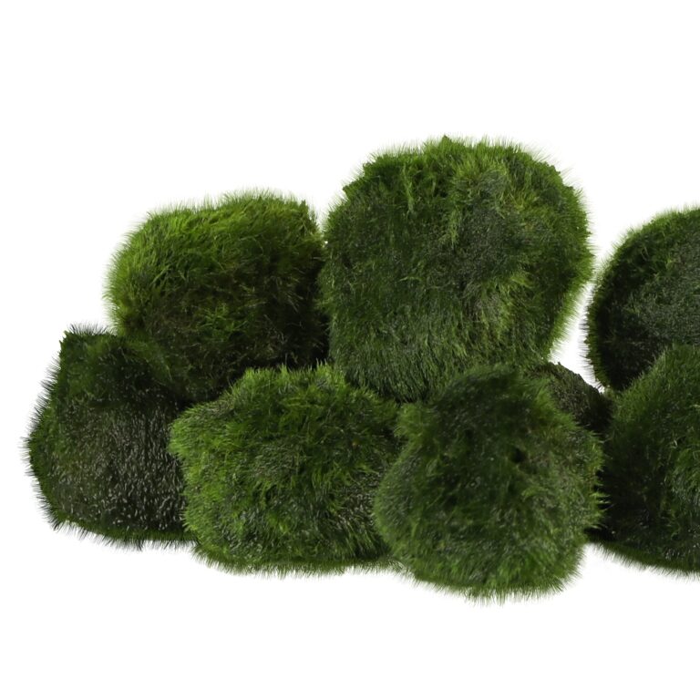 Eco Plant Marimo Ball Moss – gałęzatka 2 – 4cm 10 sztuk