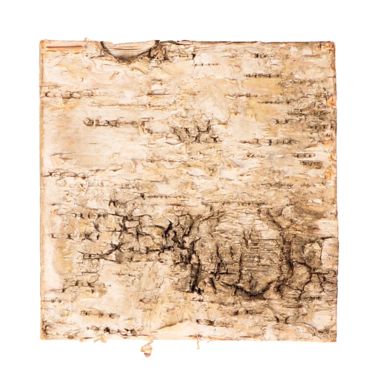 Terrario Birch Background – tło z kory 19,5 x 19,5cm